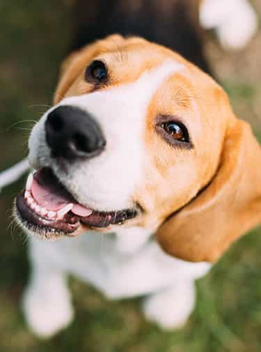 Dog Friendly Hotels in Victoria, BC