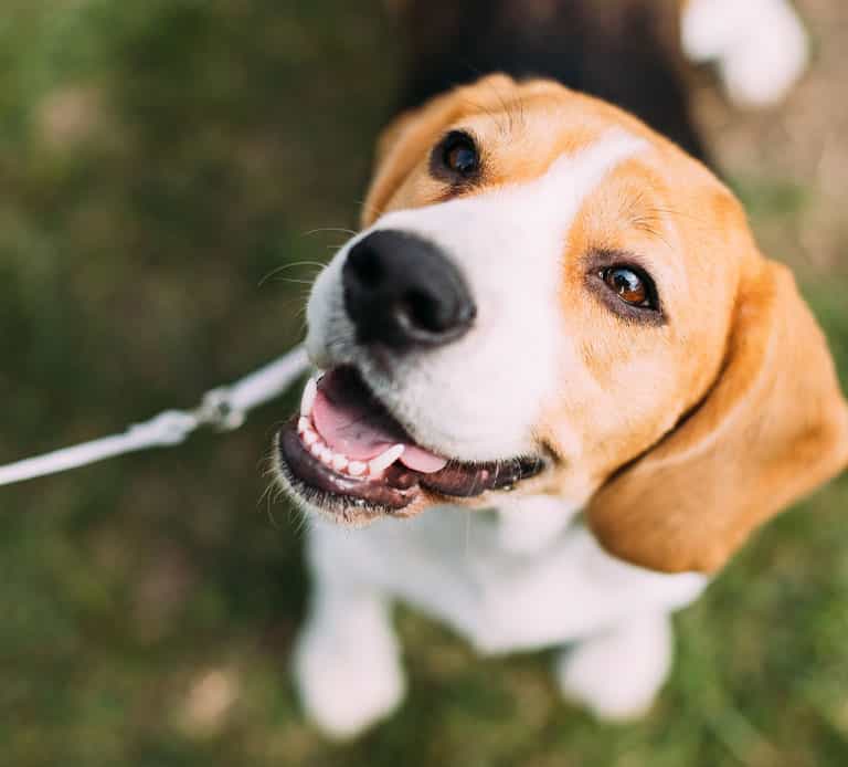 Dog Friendly Hotels in Victoria, BC